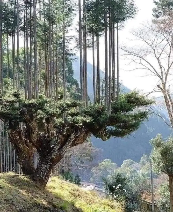 Japonlar ağac kesmeden 700 yuz yildir odun üretiyor.