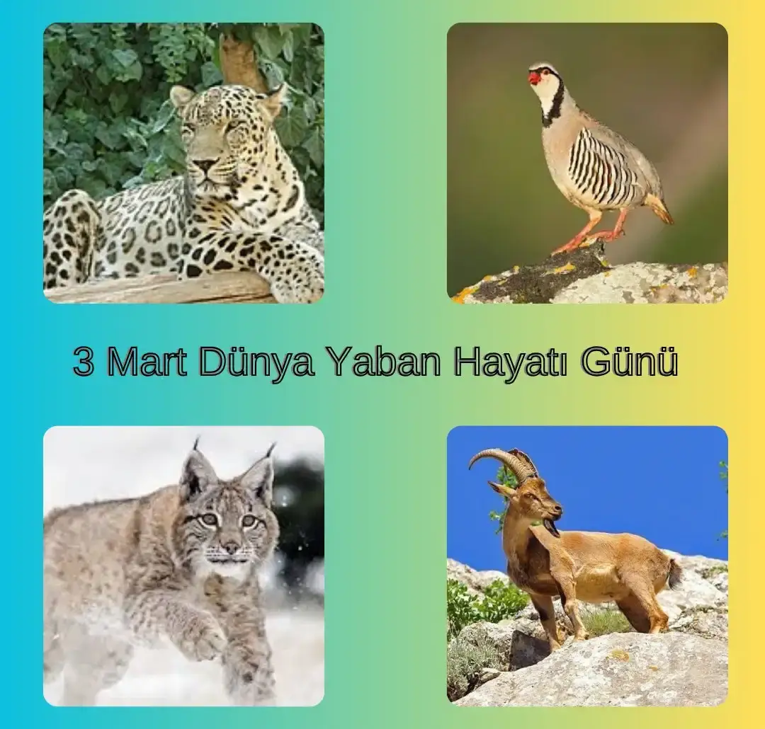 3 Mart Dünya Yaban Hayatı Günü İlk Defa Kutlanıyor.