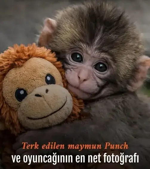 Oyuncak pelüşü annesi sanan maymun dünya gündeminde