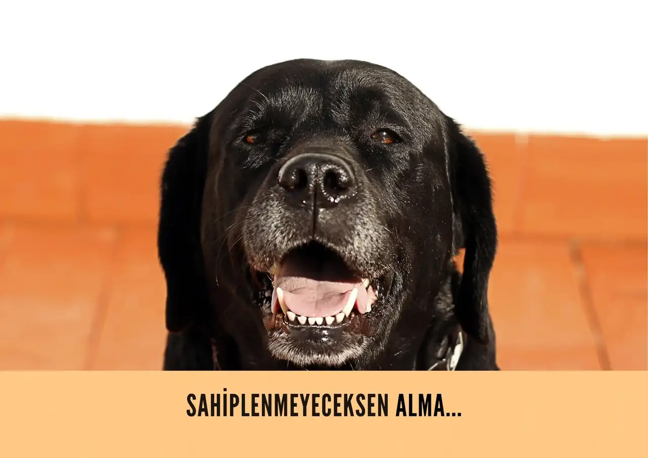 Hayvanını Sokağa Bırakan Hapis Cezası Alabilir
